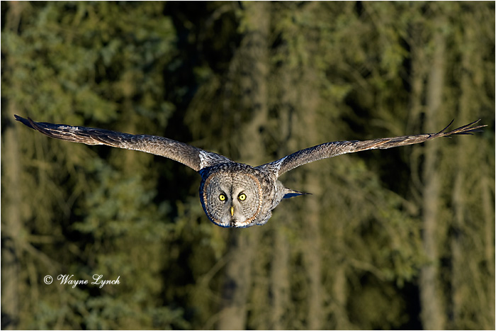 Great Gray Owl 137 by Dr. Wayne Lynch &copy;